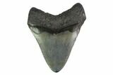 Fossil Megalodon Tooth - Polished Tip #130831-1